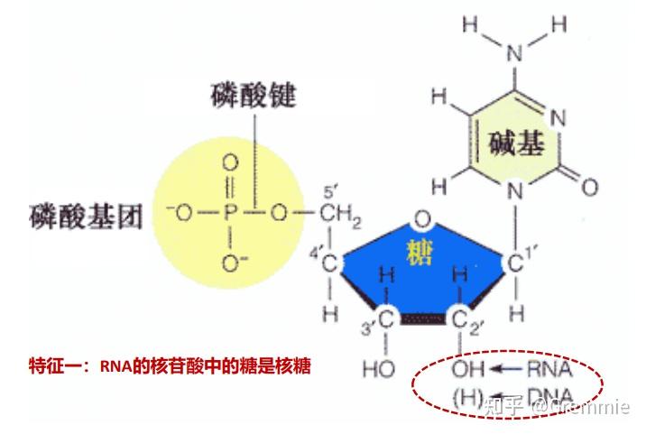 基因表达示意图图片