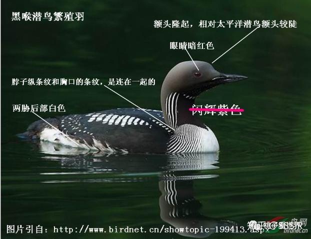 潜鸟目—潜鸟科:“双胞胎”太平洋潜鸟和黑喉潜鸟 - 知乎