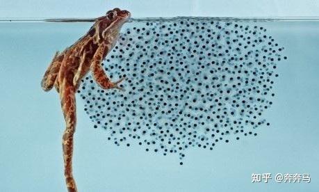 胎生相对于卵生一定是劣势吗?在什么情况下有优势? - 知乎