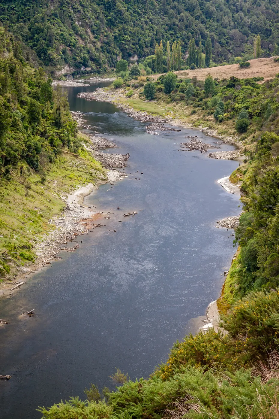 新西兰海滩发现稀有铲齿中喙鲸标本,此次发现对于物种新发现有哪些