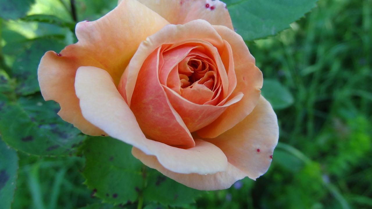 4. 分枝生长周期