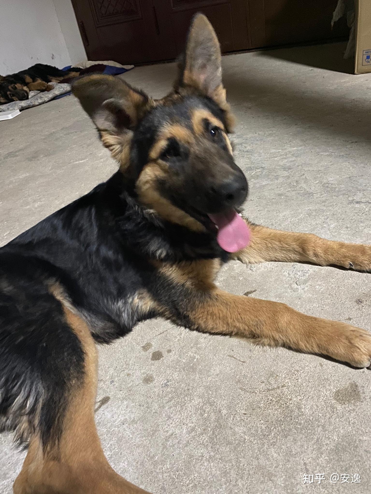 想知道我家狗子是德牧和什么串哈哈哈哈? - 知乎