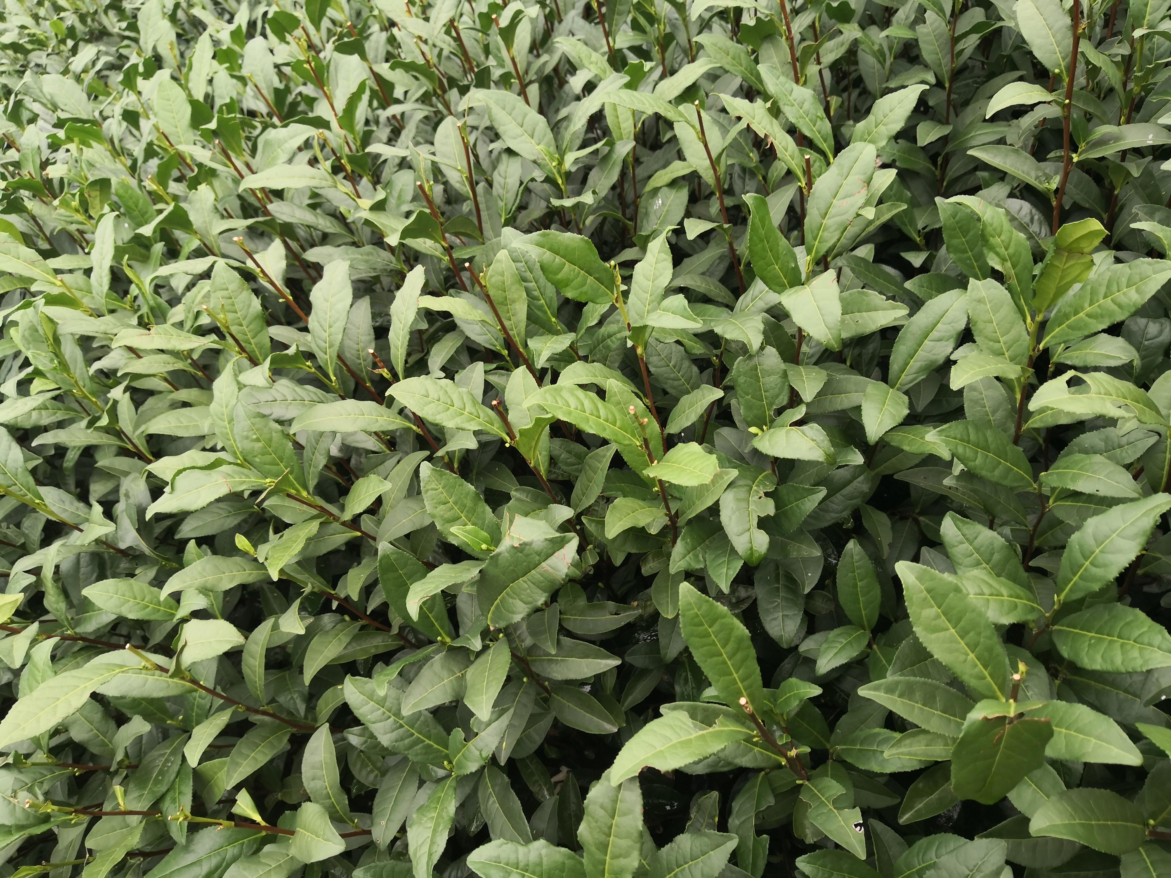 茶树品种——中茶108