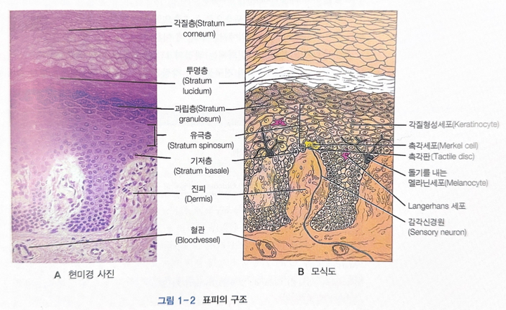 韩国医美笔记/ 【皮肤汗腺】中·英·韩文对照版!