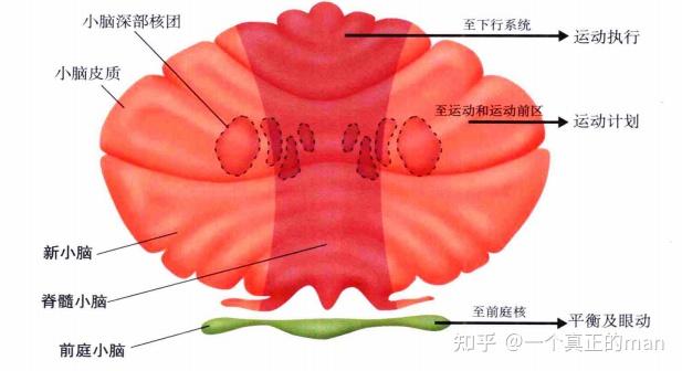 14-6 运动控制的神经系统 - 知乎