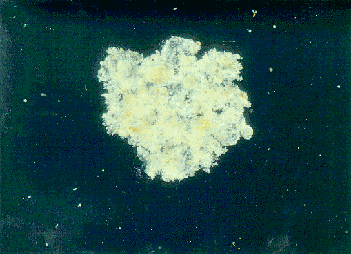 海洋雪:永不停止,春季最大 - 知乎
