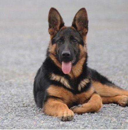 "德牧"有这6个优点,难怪养的人那么多!