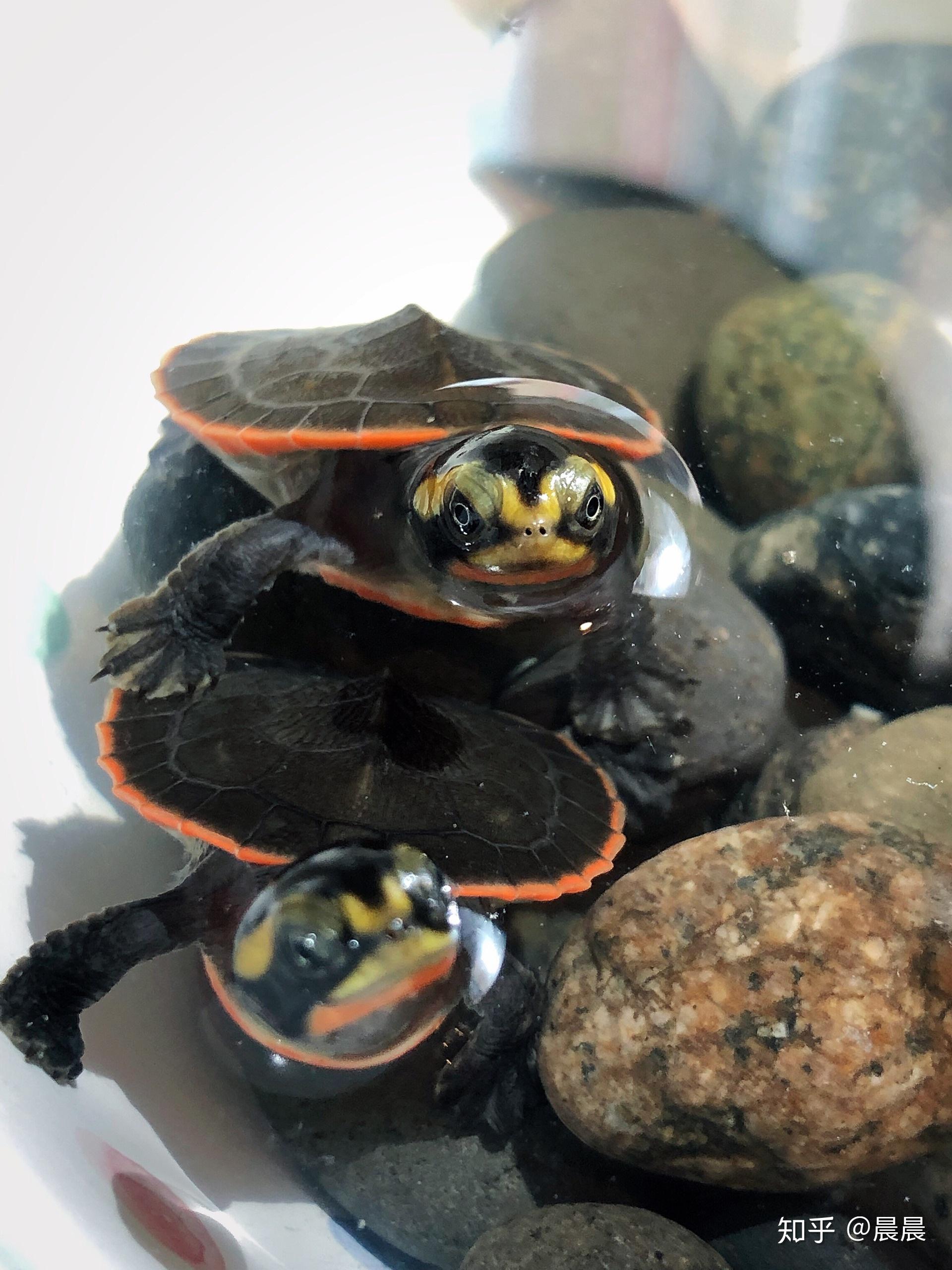 圆奥龟深好养吗?