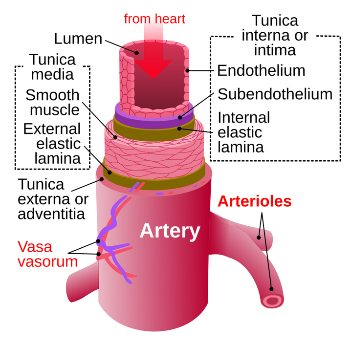 动脉 Artery - 知乎