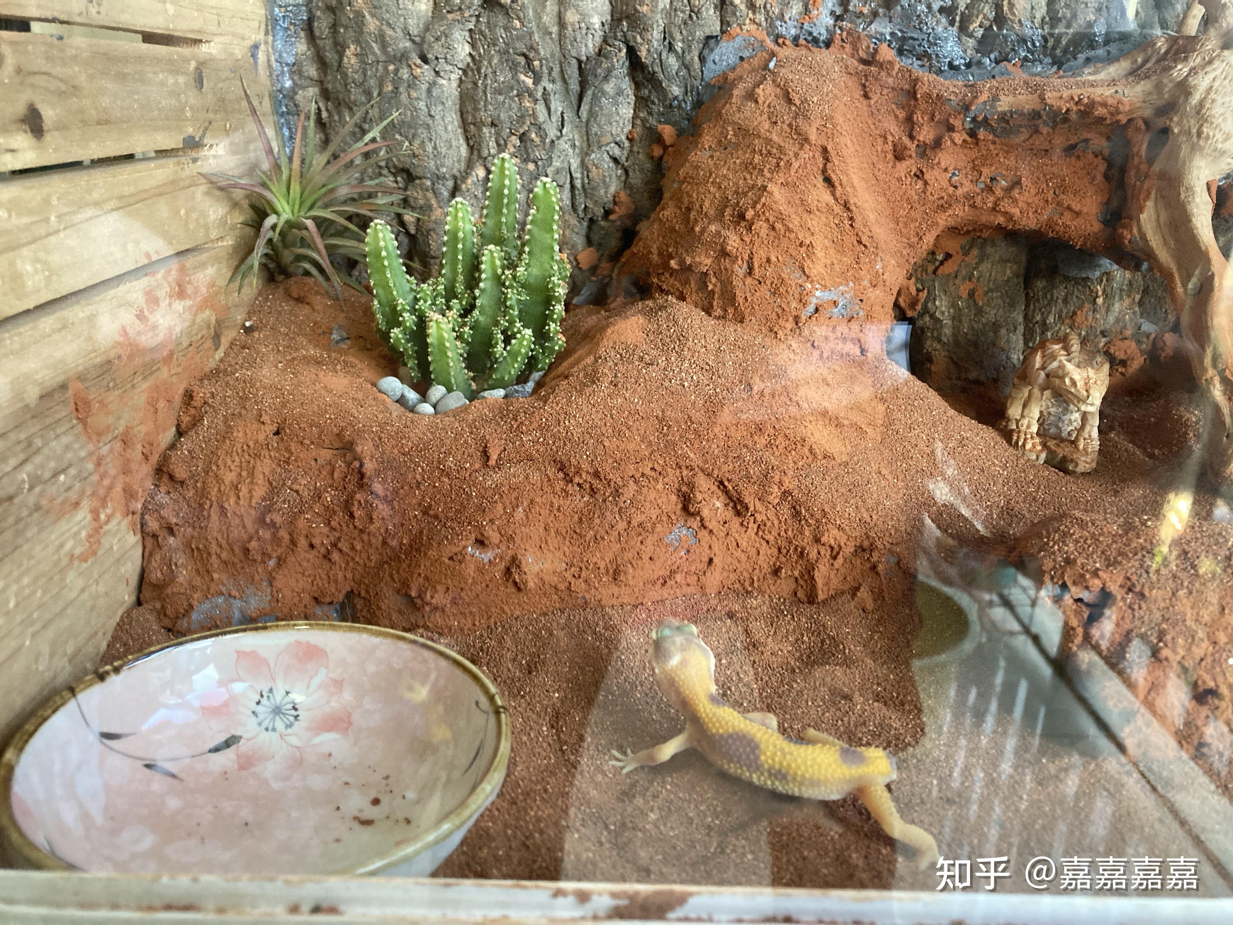 如何给爬宠饲养箱造景? - 知乎