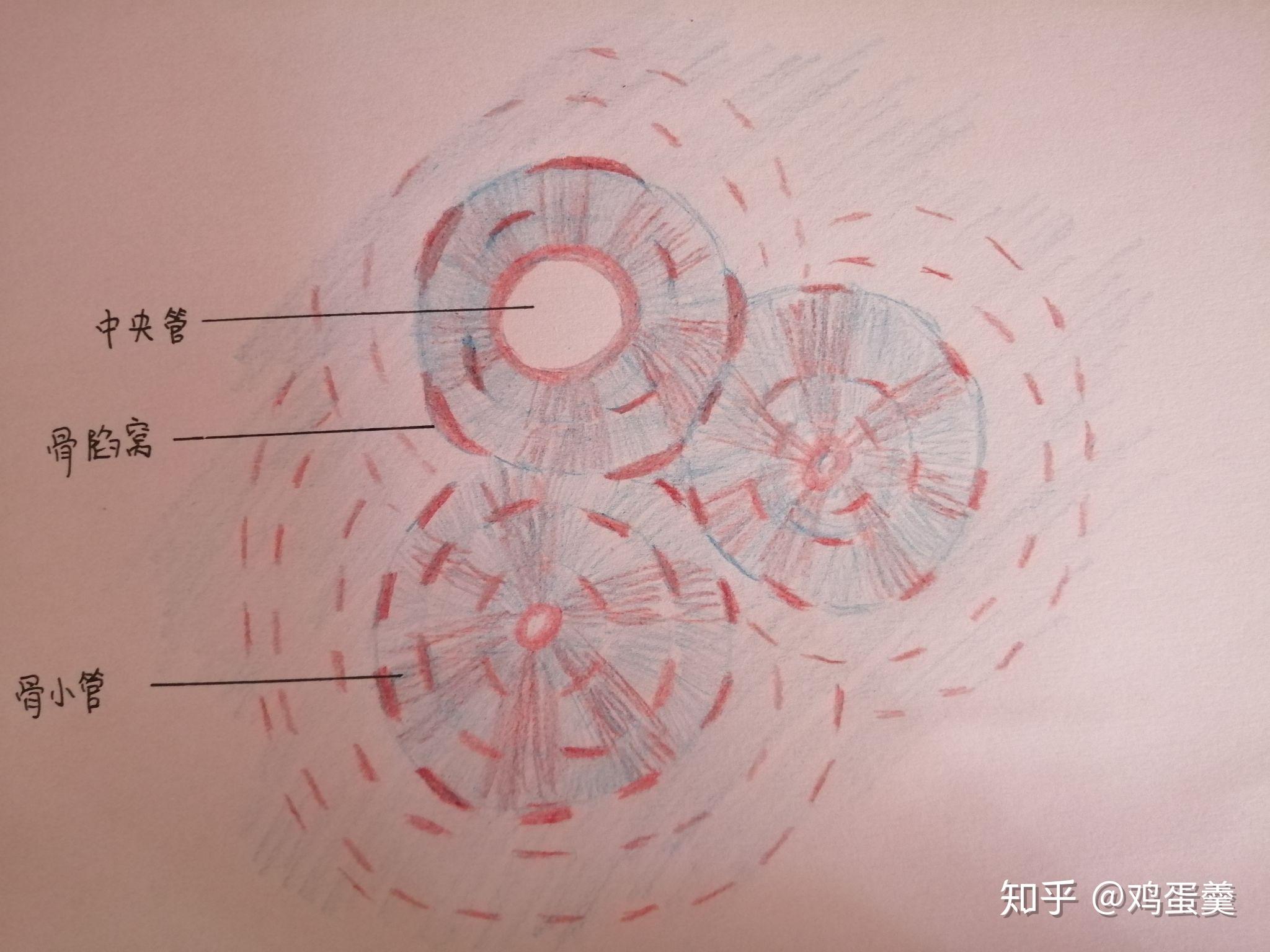 骨磨片的手绘怎么画 不知道什么地方用红的什么地方用蓝的?