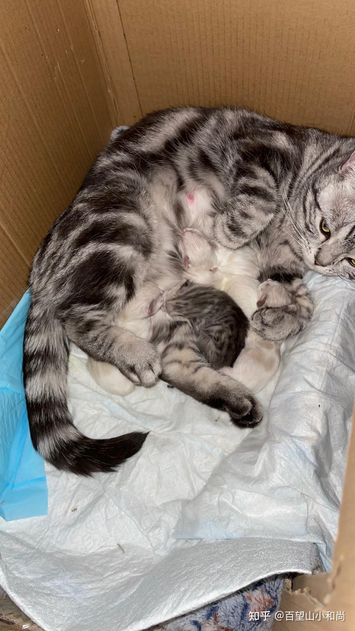 猫咪怀孕50天.这个肚子里有几个?记录一哈? - 知乎