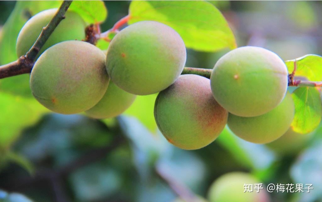 梅花果子|你可能认识它的花,但不认识它的果! - 知乎