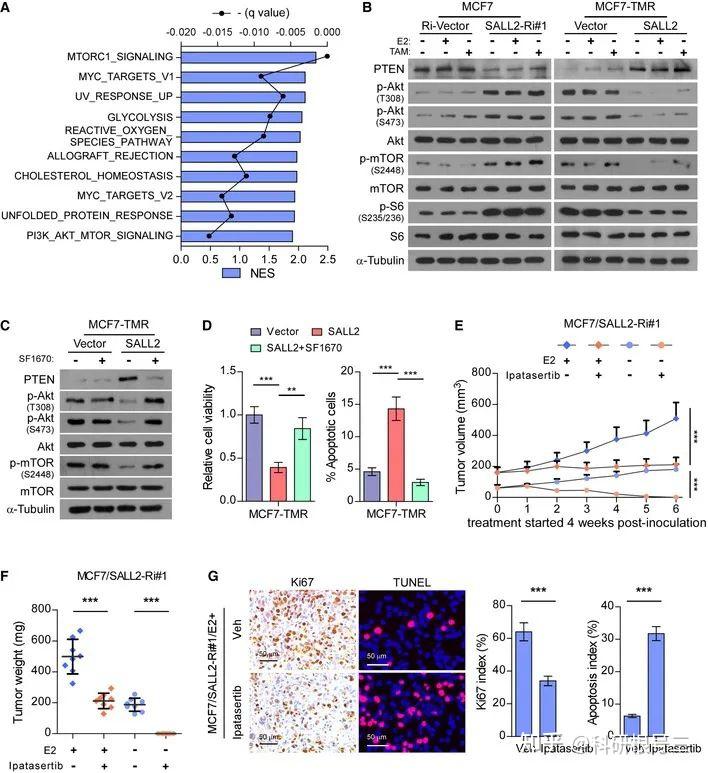 PI3K-Akt信号通路深度解读：激活/组成/通路串联/通路检测…… - 知乎