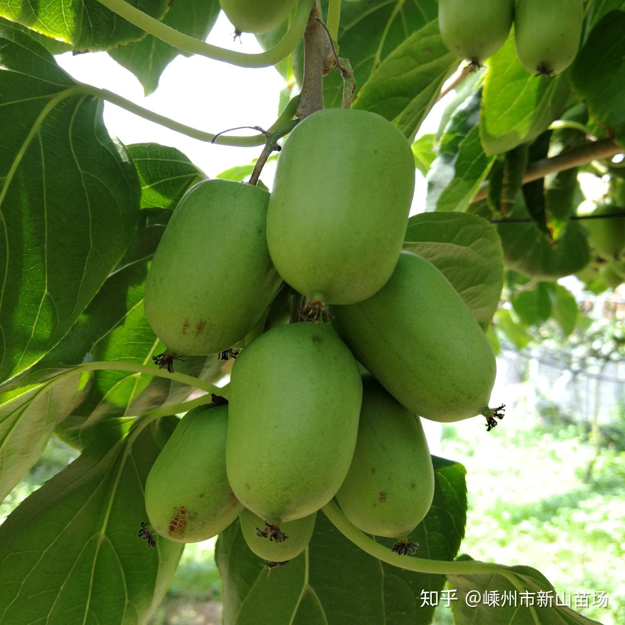 哪儿有卖"软枣猕猴桃苗"的? - 知乎