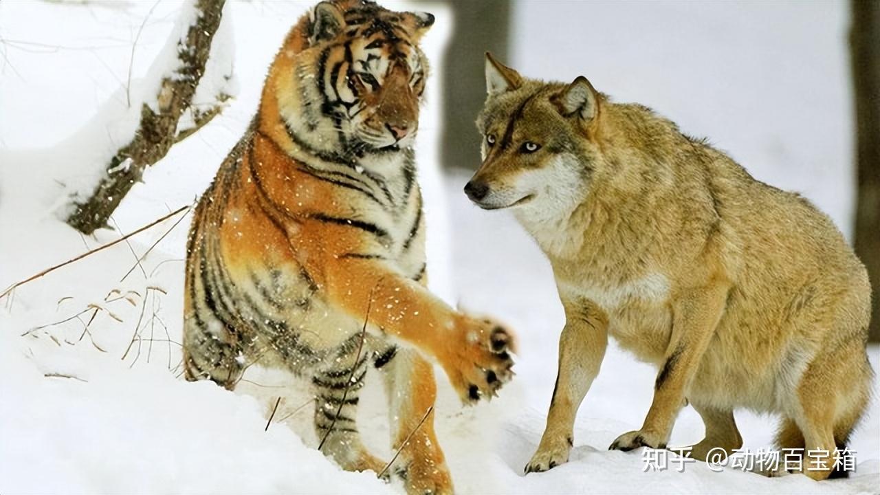 从未见过老虎的狗，为何第一次看见老虎就被吓尿？真是血脉压制？ - 知乎