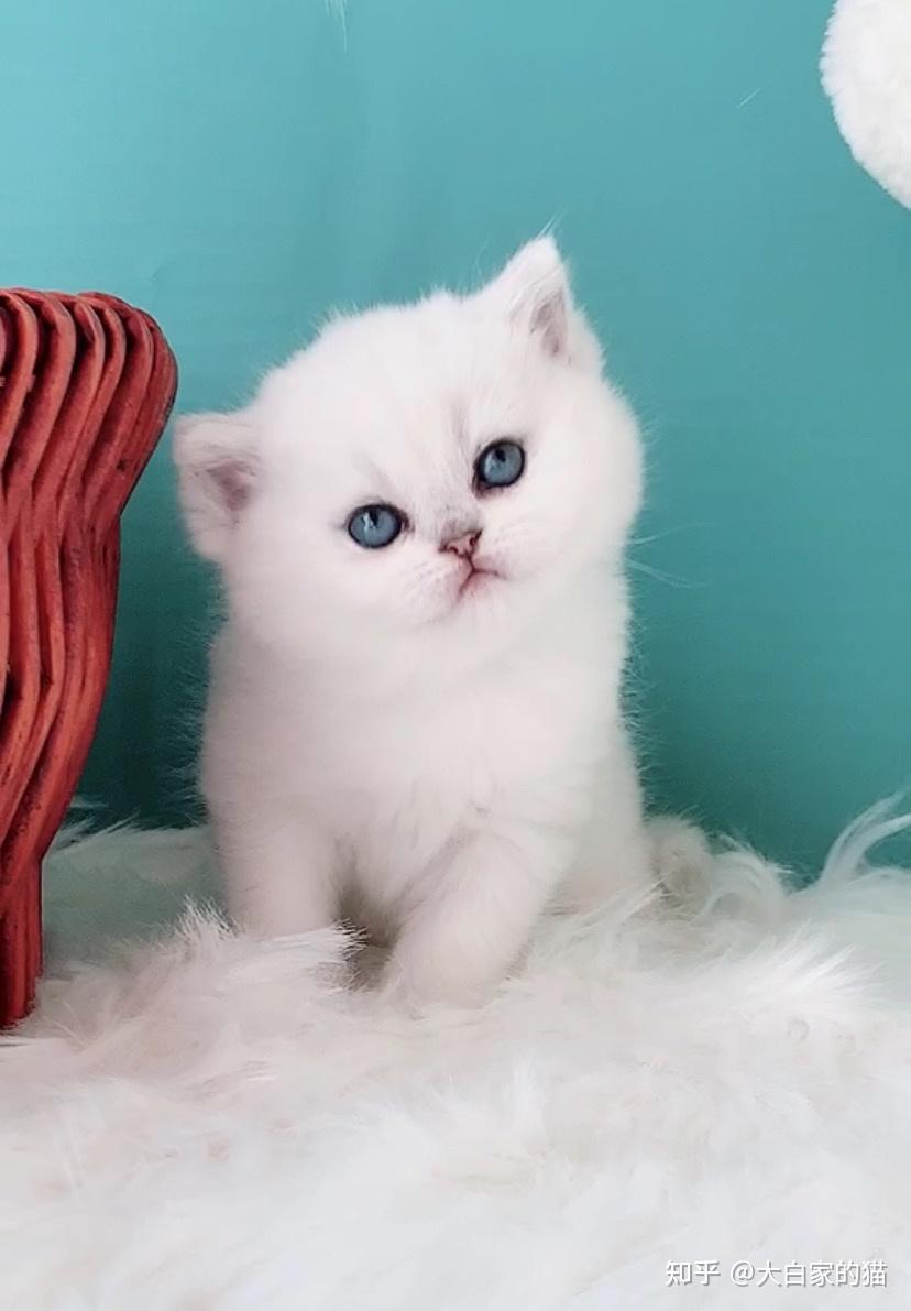 银点妹妹求鉴别? - 知乎