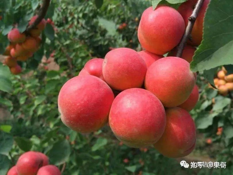 你吃过最好吃的杏是什么品种?原产地在哪里? - 知乎