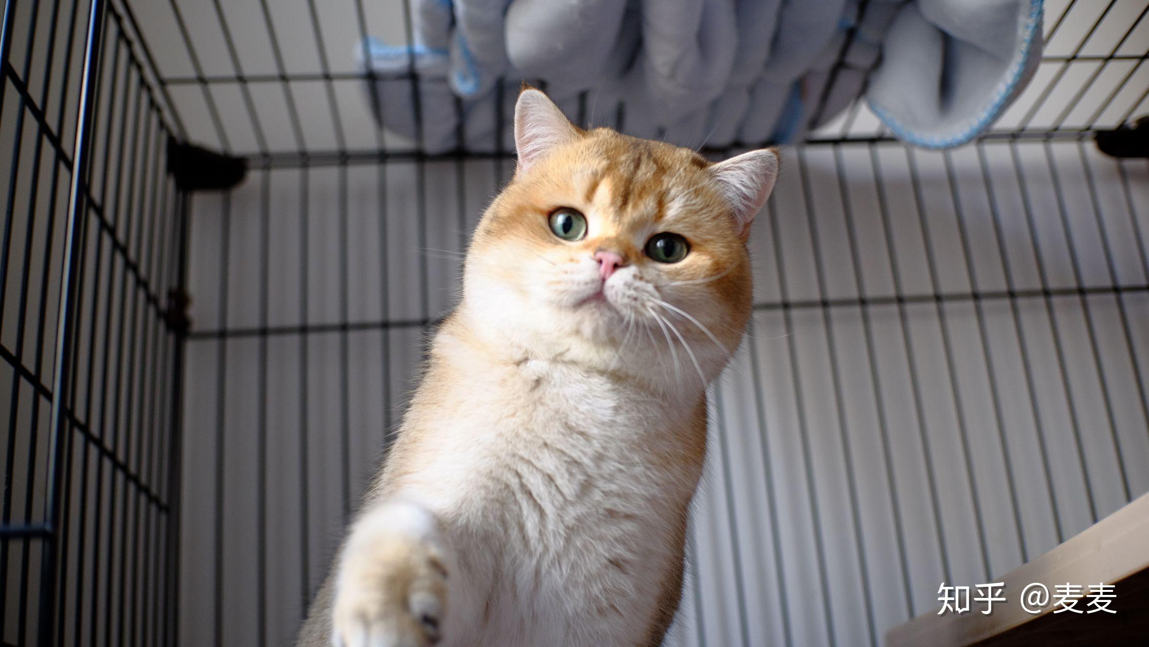 英短渐层里到底有没有黑金渐层? - 知乎