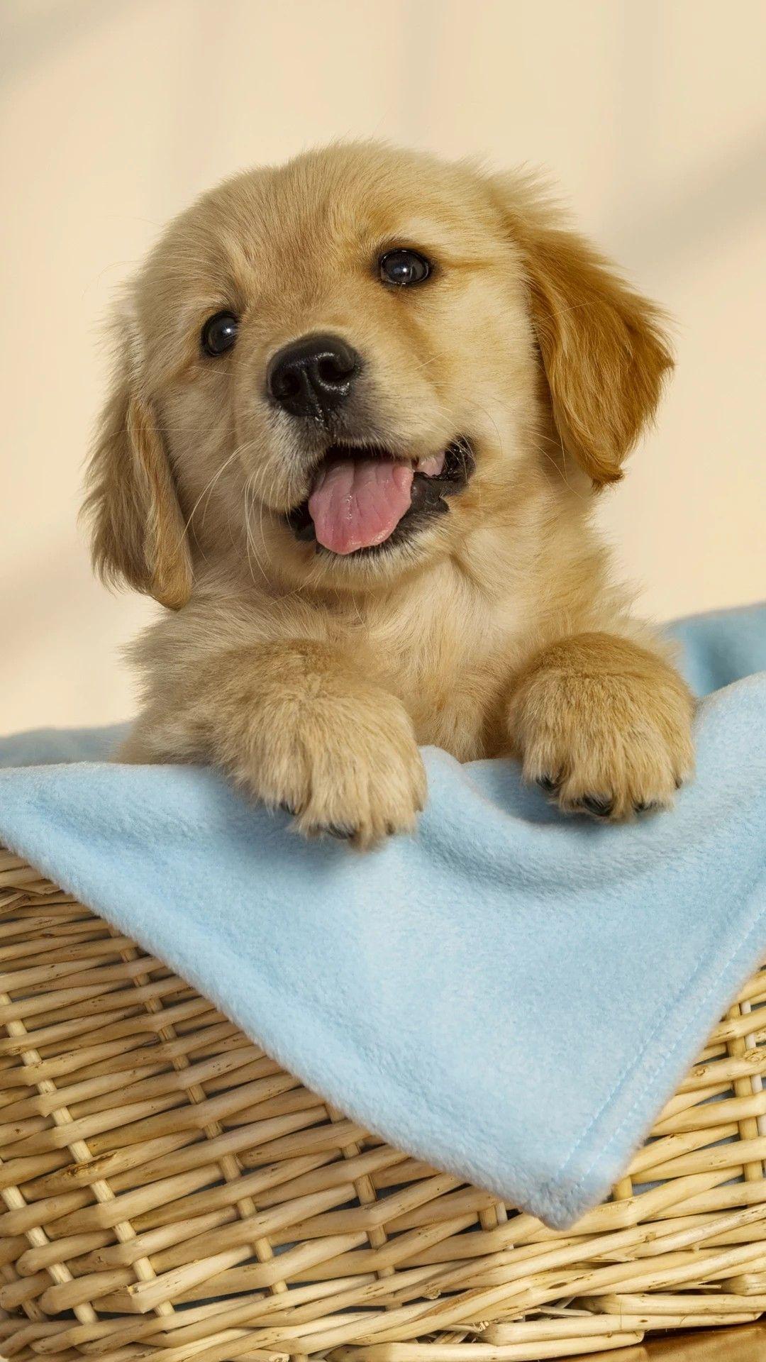 有哪些可爱的狗狗头像