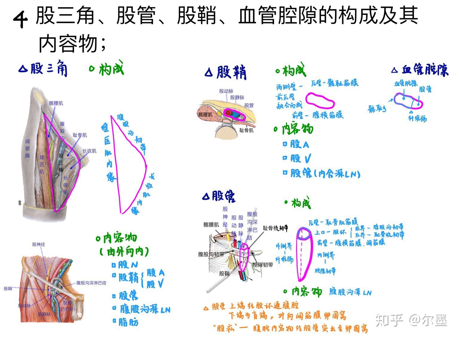 股鞘的边界是什么?