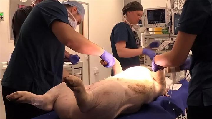 日本"圈养"大批"半人半猪",体内长着人体器官,说是为救人命