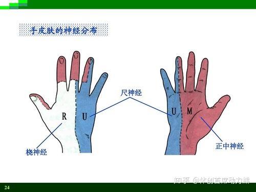 为什么磕到手肘上的麻筋会手麻? - 知乎
