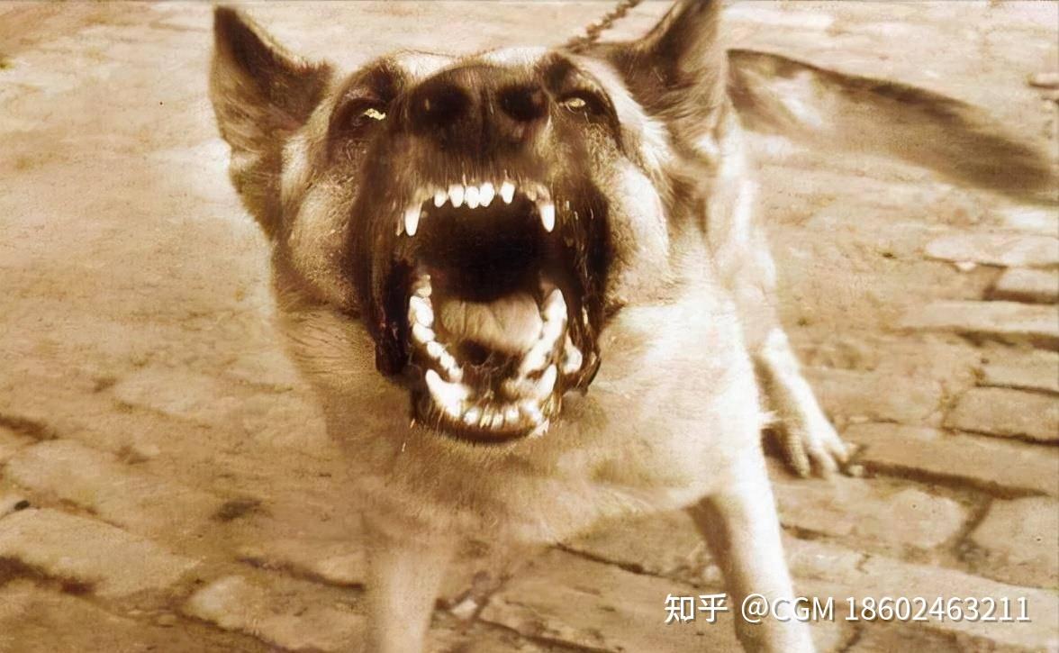 假如你遇到恶犬该如何自救 - 知乎