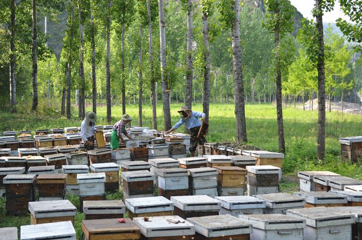 中国哪里产的蜂王浆最好优质蜂王浆产地分布