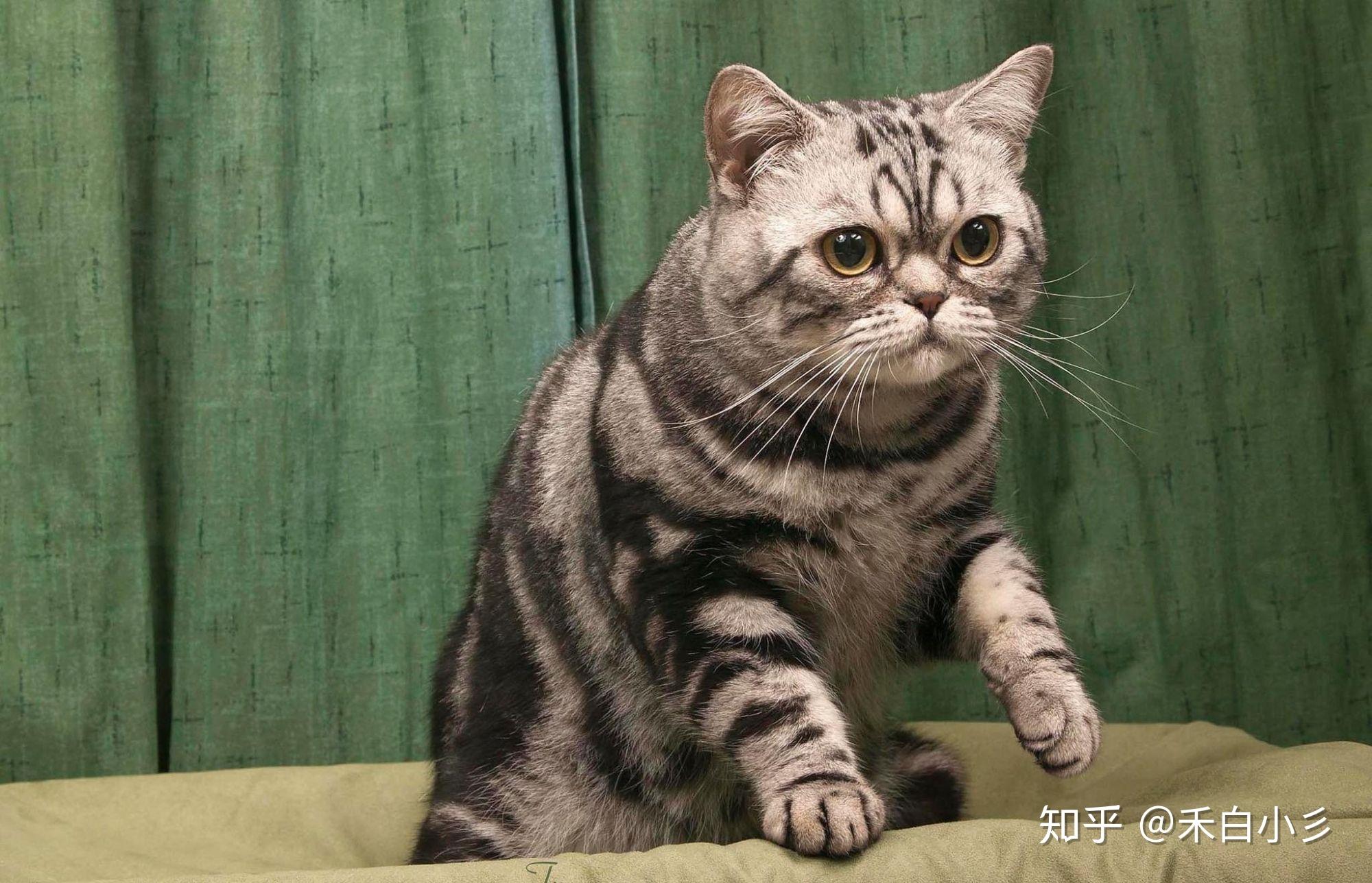 英短是怎么生出鱼骨纹的? - 知乎