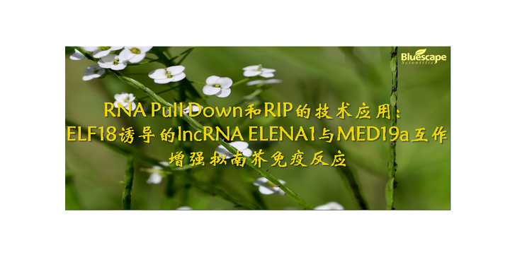 RNA Pull Down和RIP的技术应用：ELF18诱导的lncRNA ELENA1与MED19a互作增强拟南芥免疫反应 - 知乎