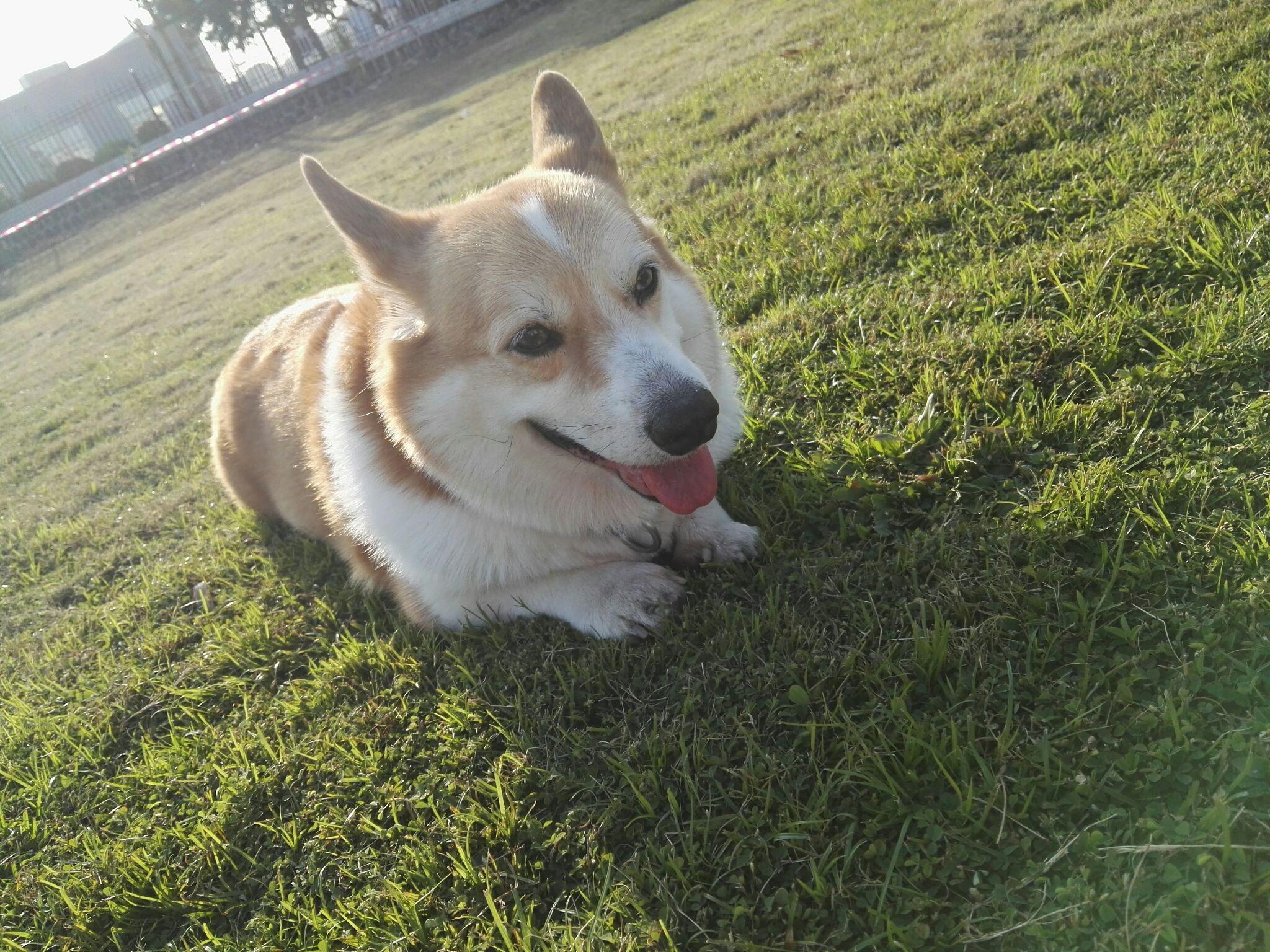 柯基的蓝眼睛是如何变化的