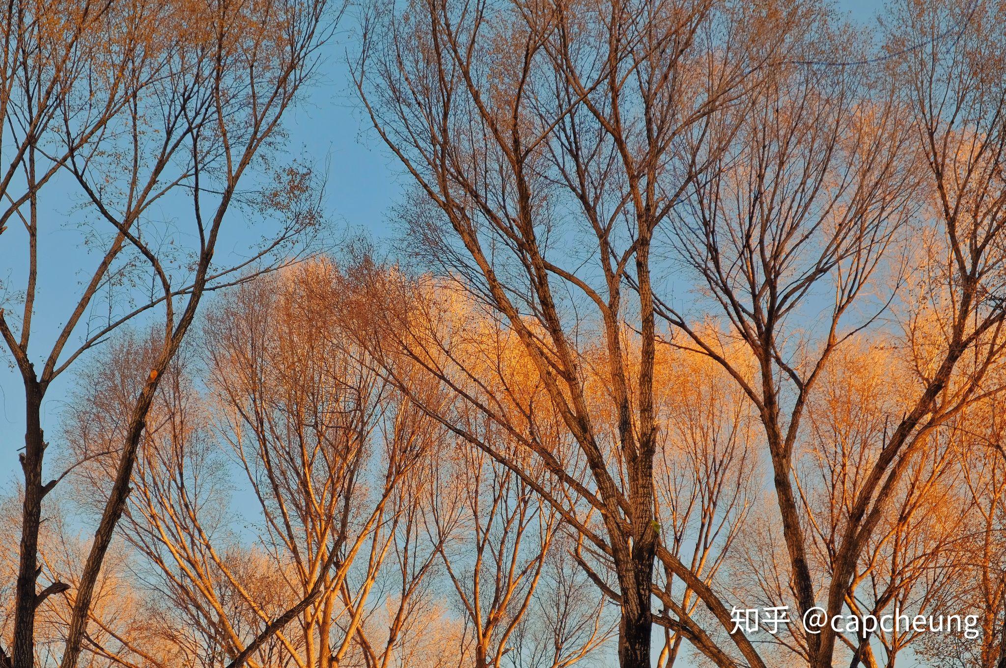 富士xf1855镜头能拍出多好看的照片