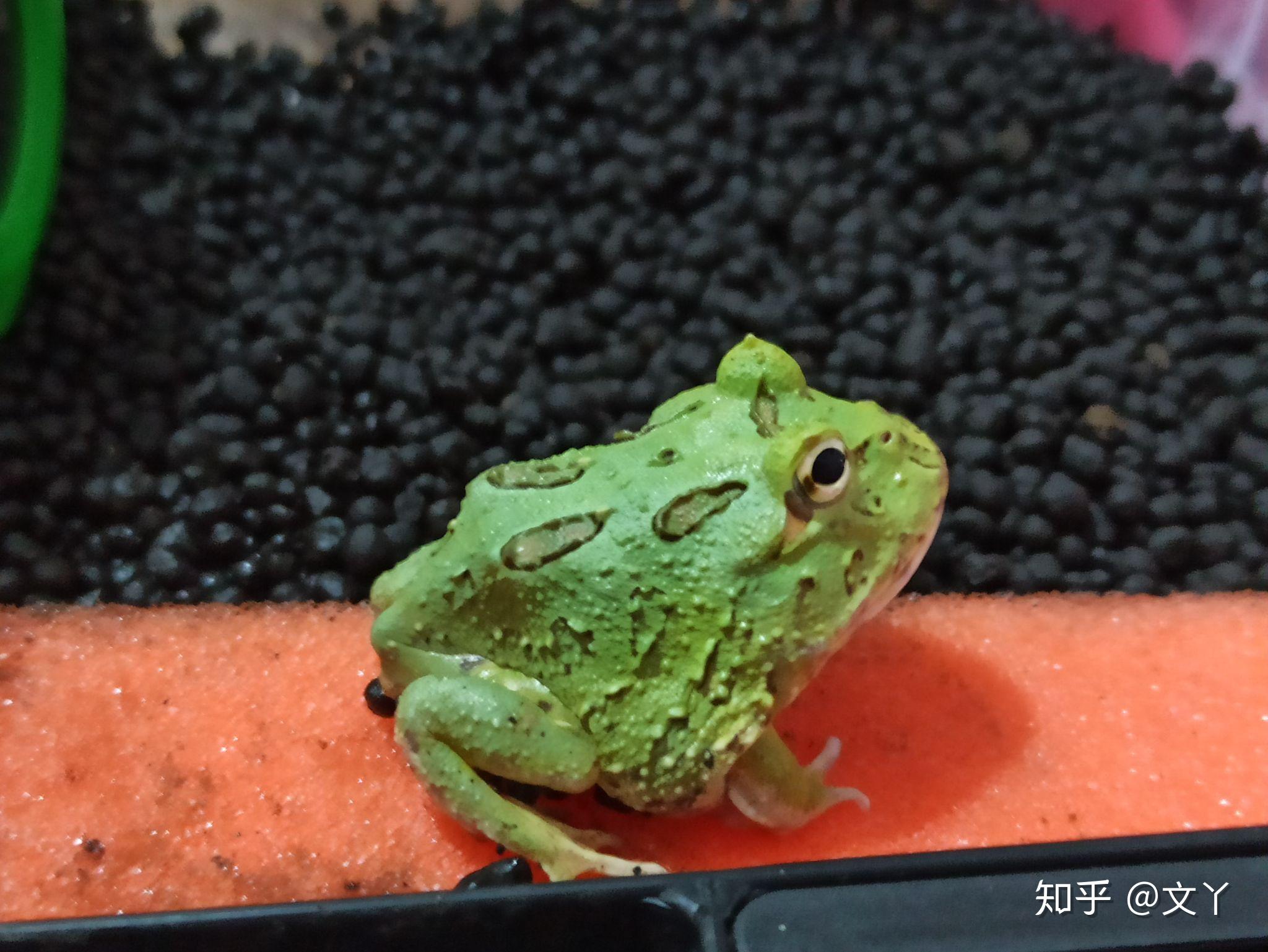 有谁知道为什么我的绿角蛙颜色发红呢,是不是充血了? - 知乎