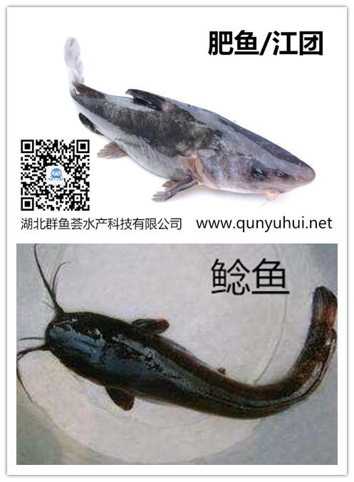 江团鱼和鲶鱼的区别 - 知乎