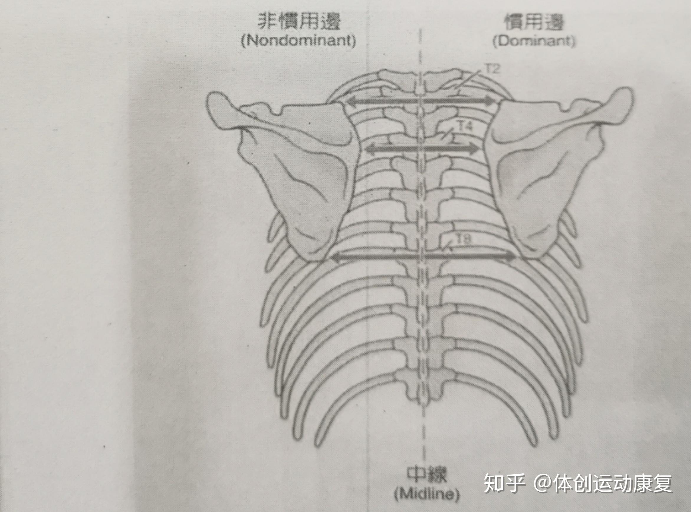 两边肩胛骨的距离宽可以拉窄吗?