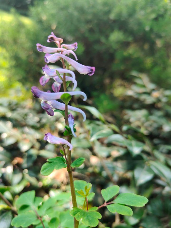 【七绝·地锦苗】(平水韵)