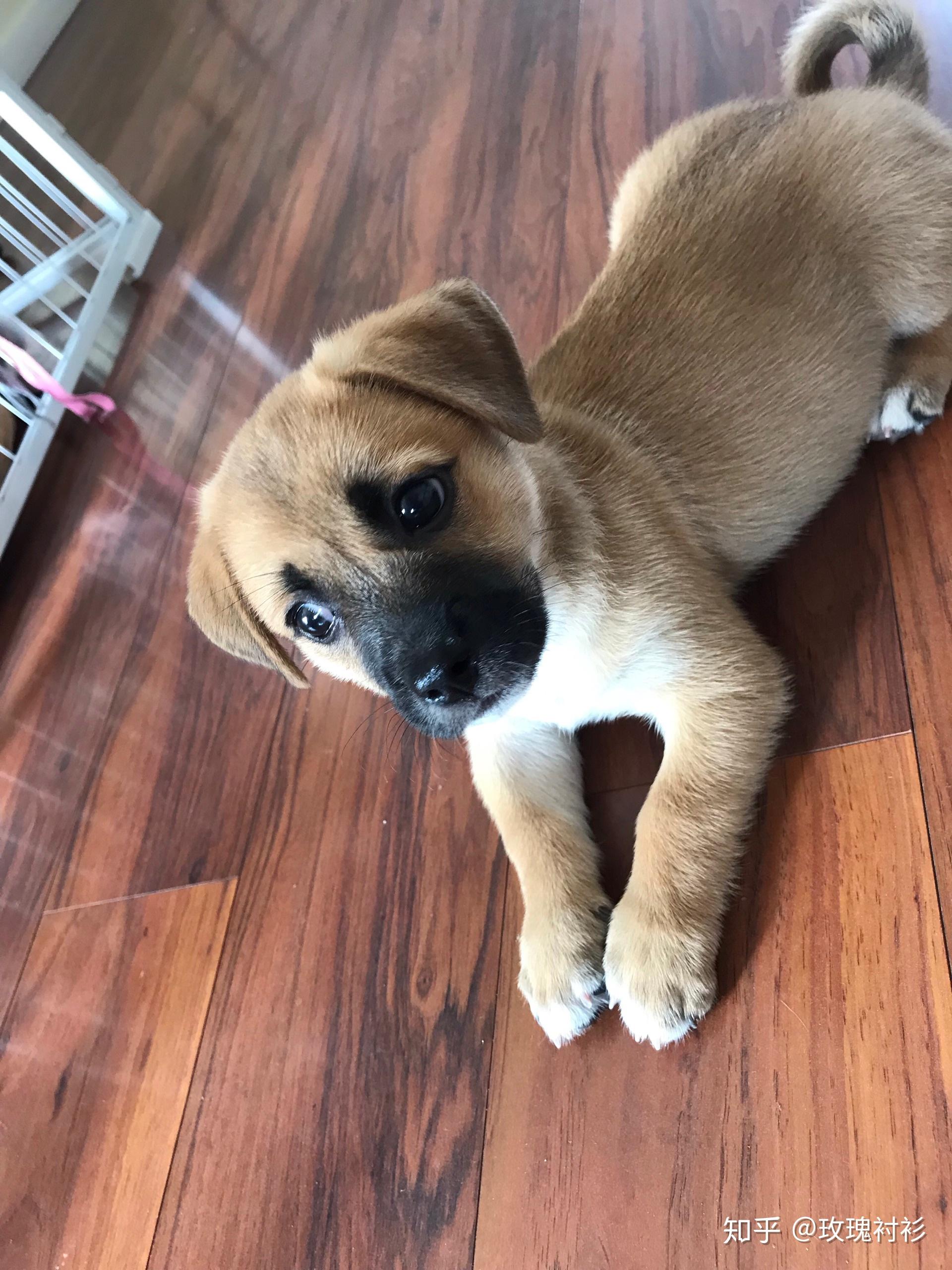 求问这是什么品种的狗是四眼狗吗为什么有人说四眼狗不能养