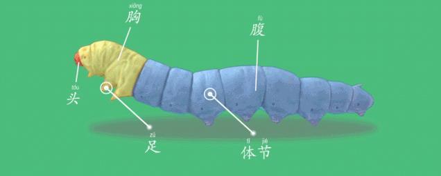 蚕幼虫结构图图片