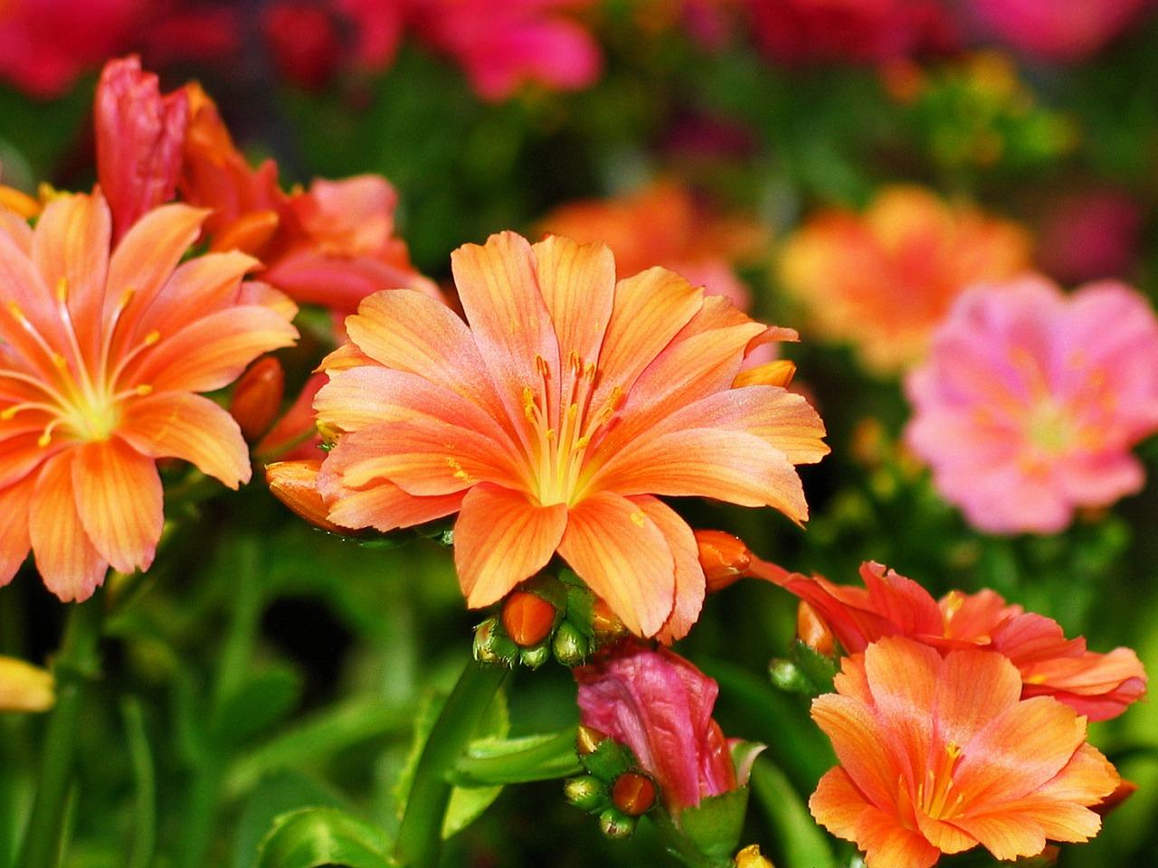 如何栽种红叶石楠