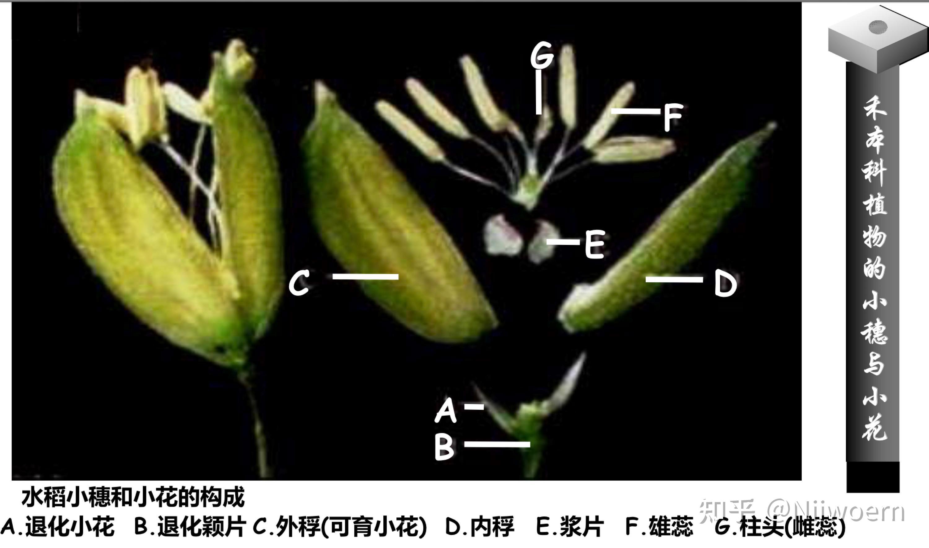植物分类学—-禾本科稻属 - 知乎
