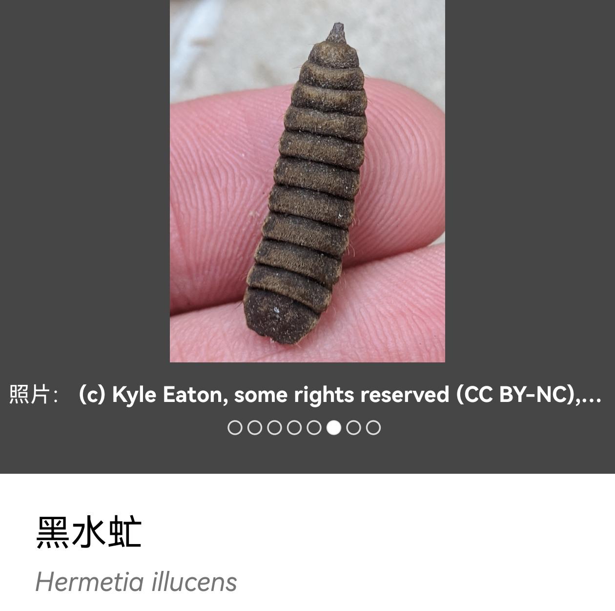 这是什么虫的蛹子