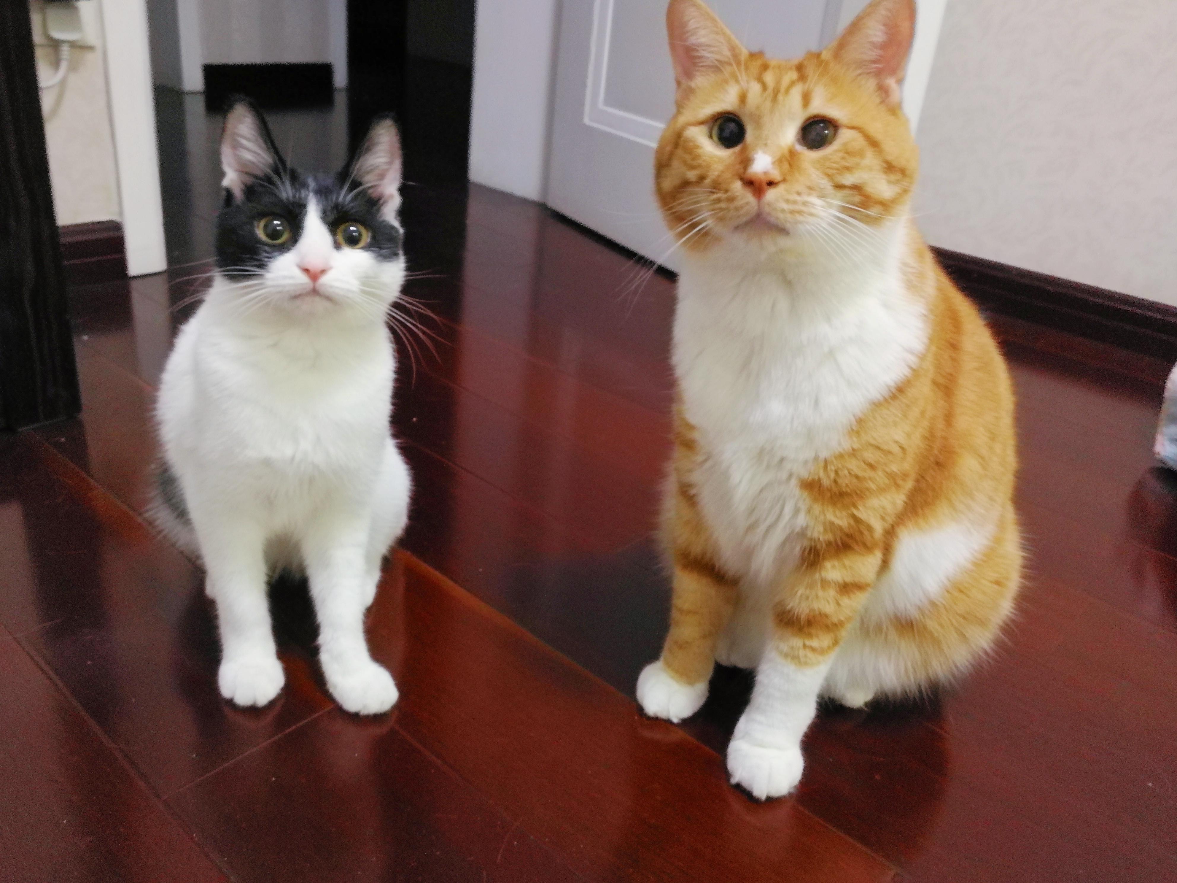 猫和大鹅打架谁能赢