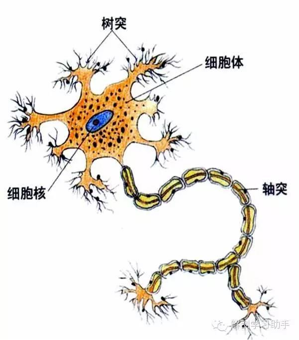 基本组织 — 神经组织知识分享 - 知乎