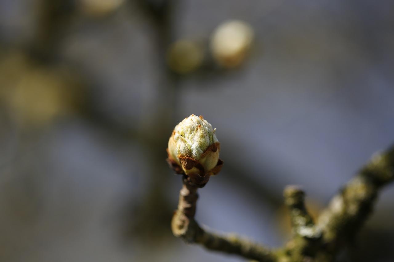 2. 春季樟树萌芽