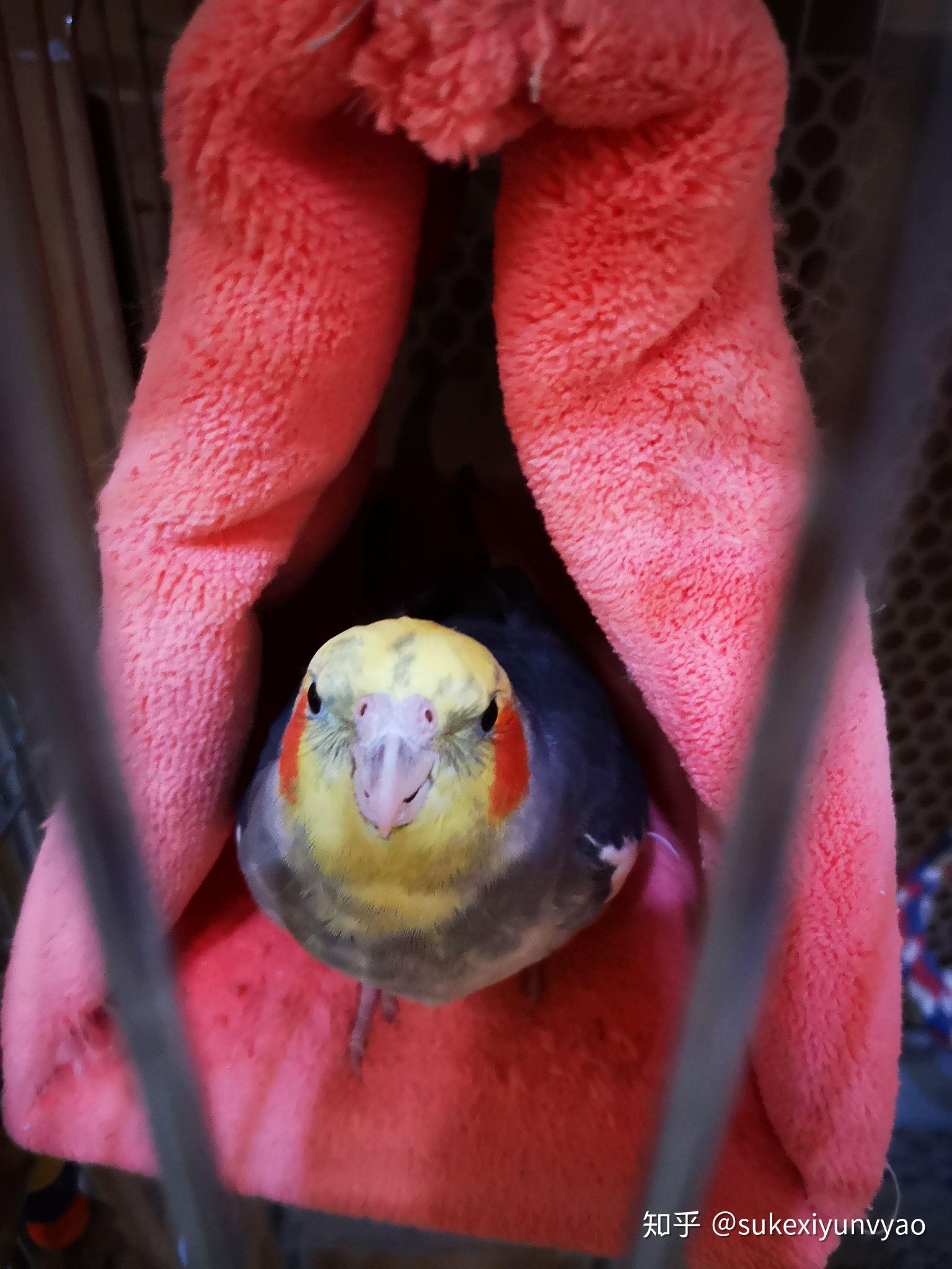 一公一母黄云斑 ,放在笼里养了一周,每天换水添食就是养不熟,怎么办?