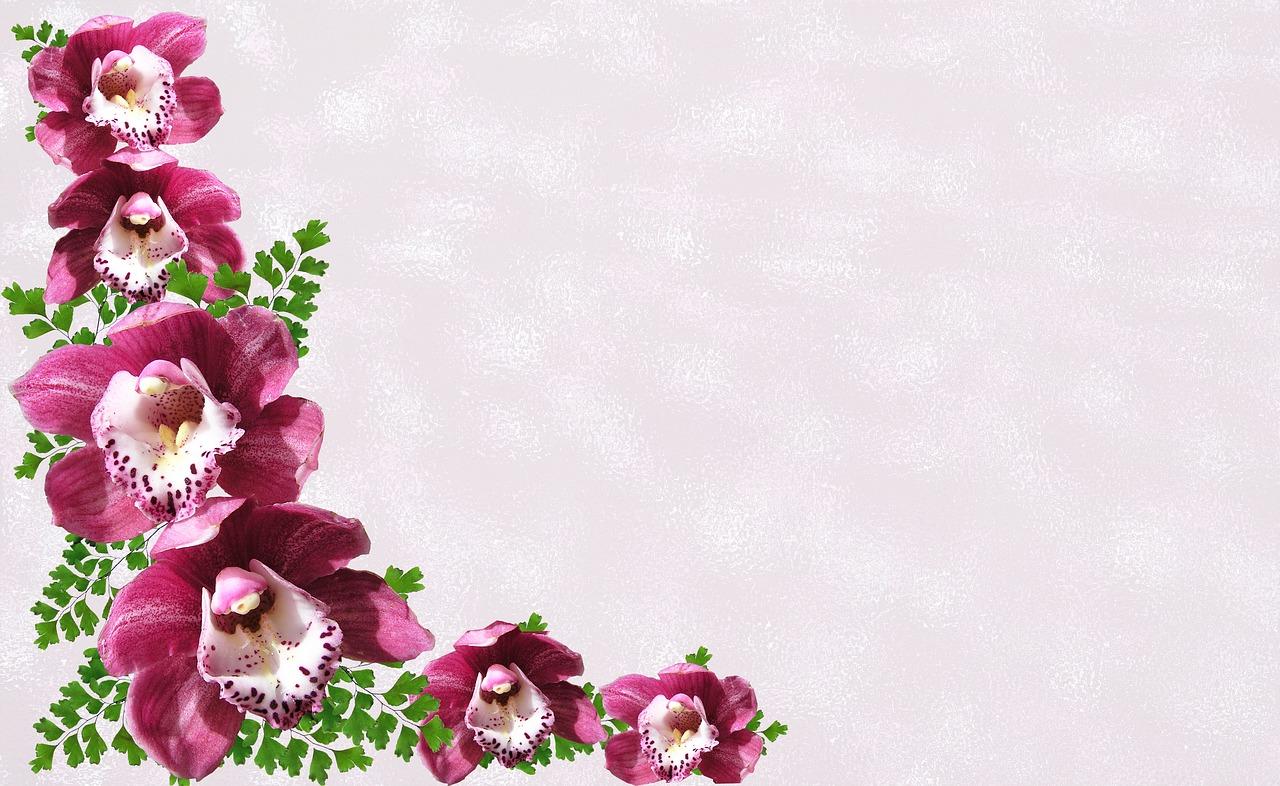 兰花锦旗是什么品种