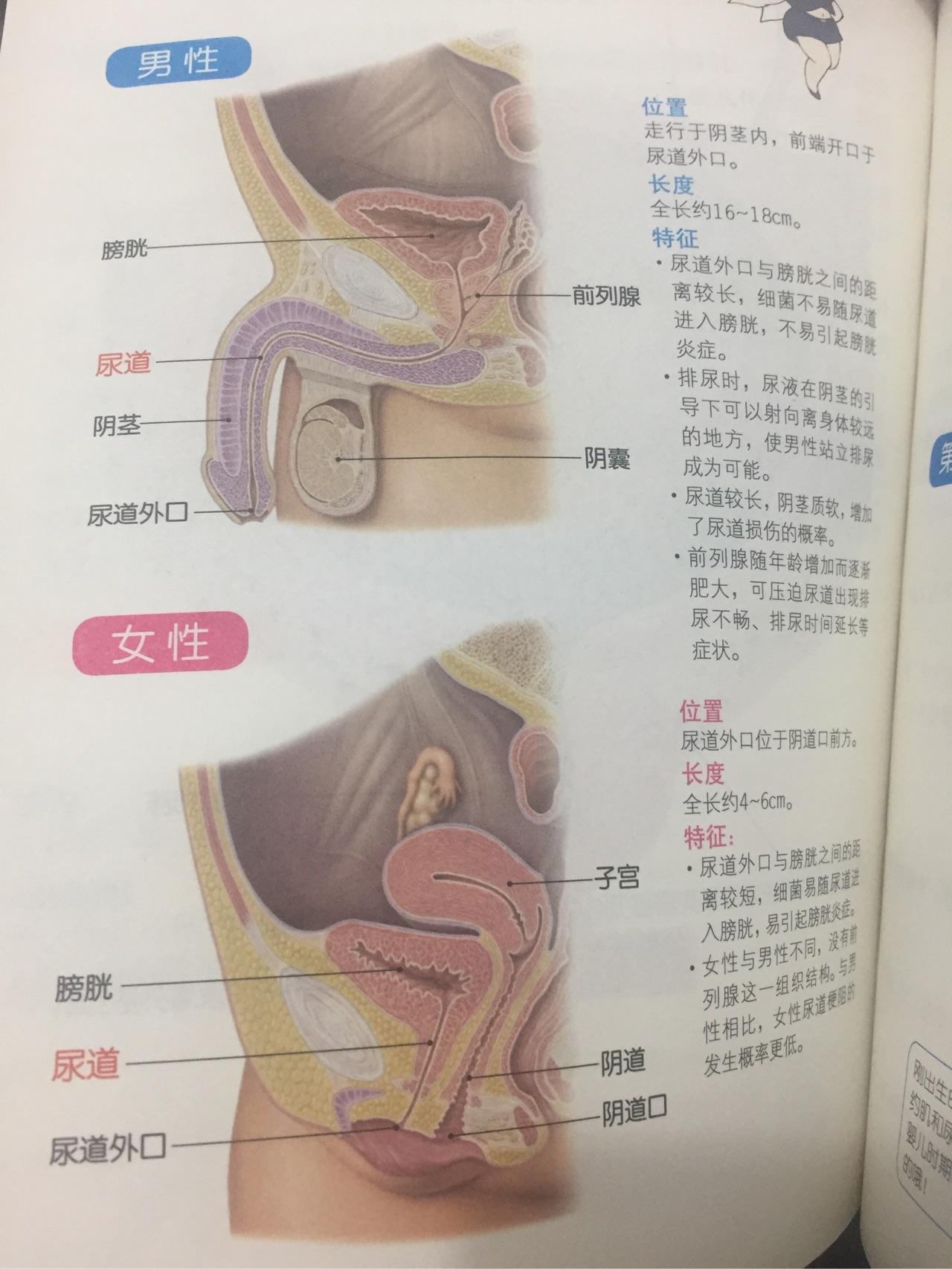 女性前列腺是哪个部位图片