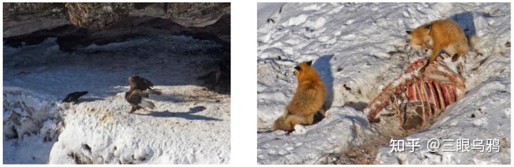 如果将 20 只狼和 500 只鹿放进同一孤岛，最后谁能活下来？