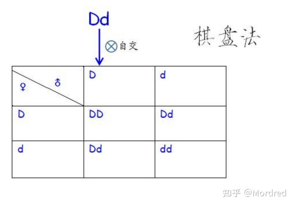 孟德爾讓子一代進行自交為什麼書本上寫遺傳圖解時符號要用叉